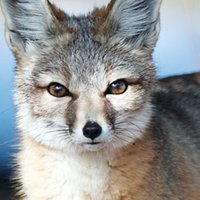 Kit Fox Nue